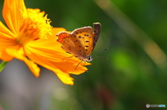 紅シジミチョウの舞ー８