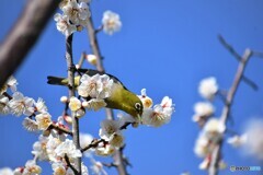 まだ美味しいよ、、、。