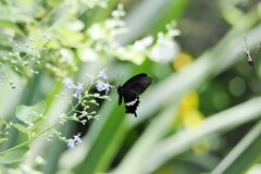 試し撮りの生物園～ⅲ