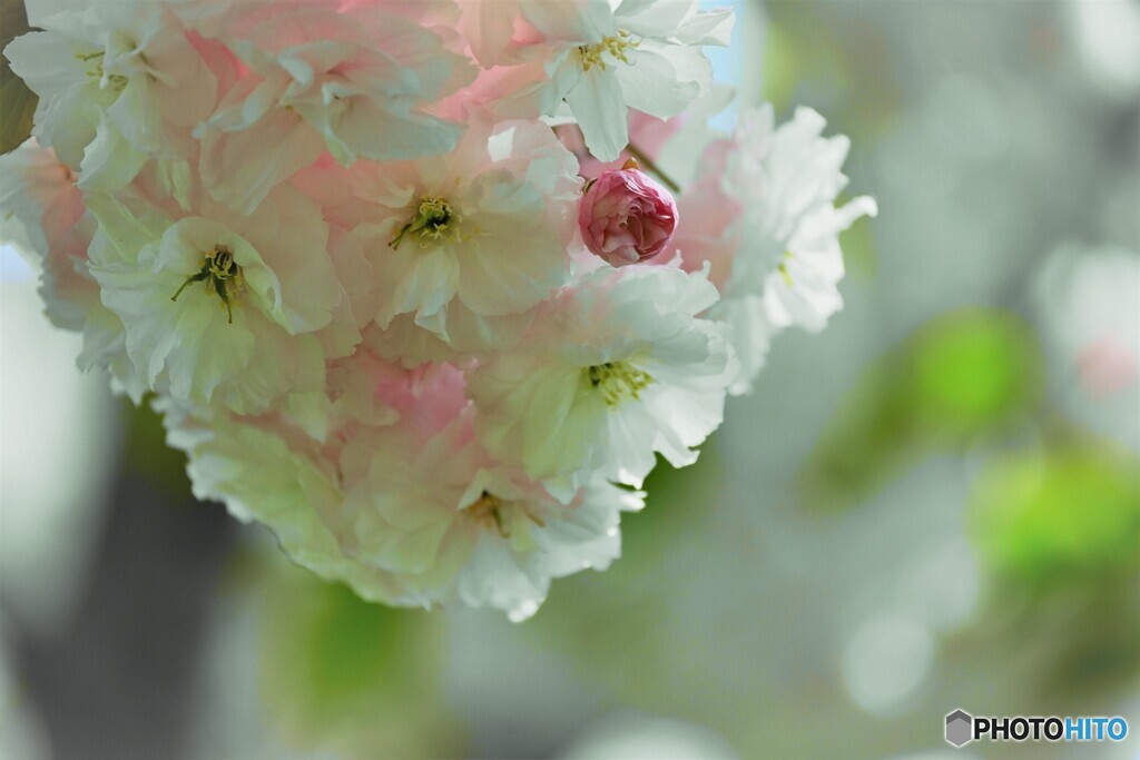 汐入八重桜 普賢象