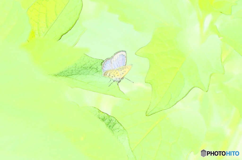 演出蝶ー５