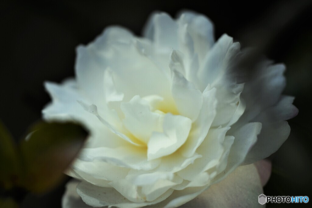 山茶花～ⅱ