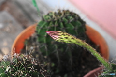 葉月花ー７