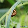 夏の土産、、、。