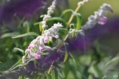 フェアリーピンク