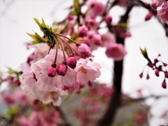 平成最後を咲く桜達～xxiv