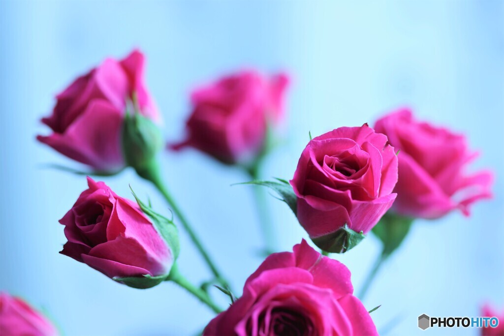冬の薔薇