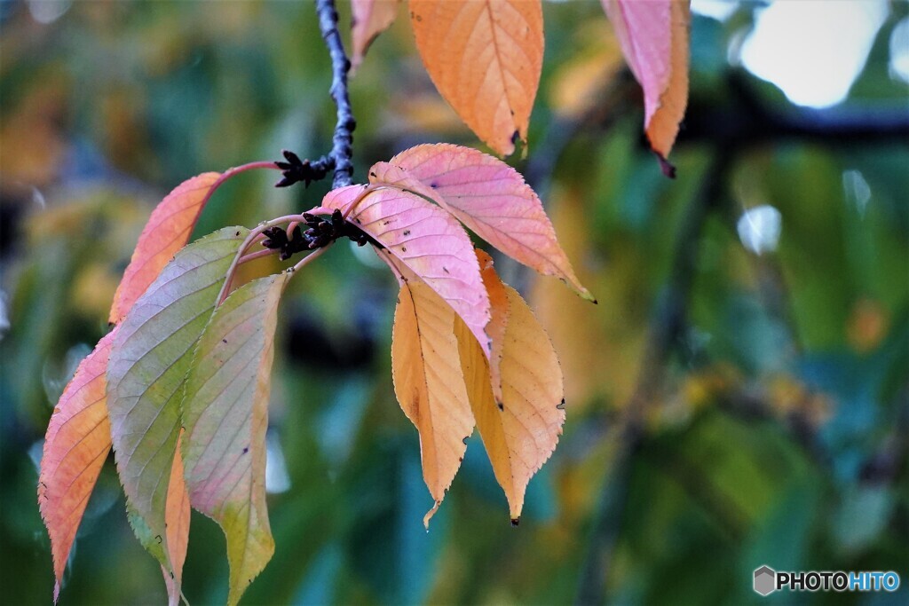 桜の紅葉～大寒桜