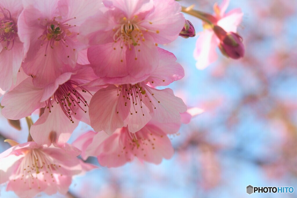 河津桜～２０２０