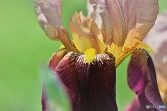 虹の花
