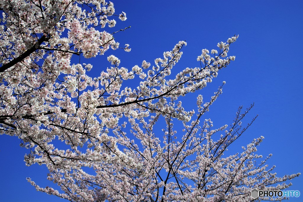 平成最後を咲く桜達～xxxiii