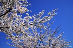 平成最後を咲く桜達～xxxiii