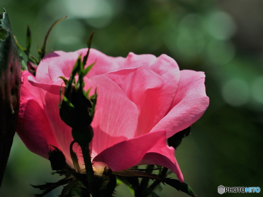 三ノ輪の薔薇、、、②