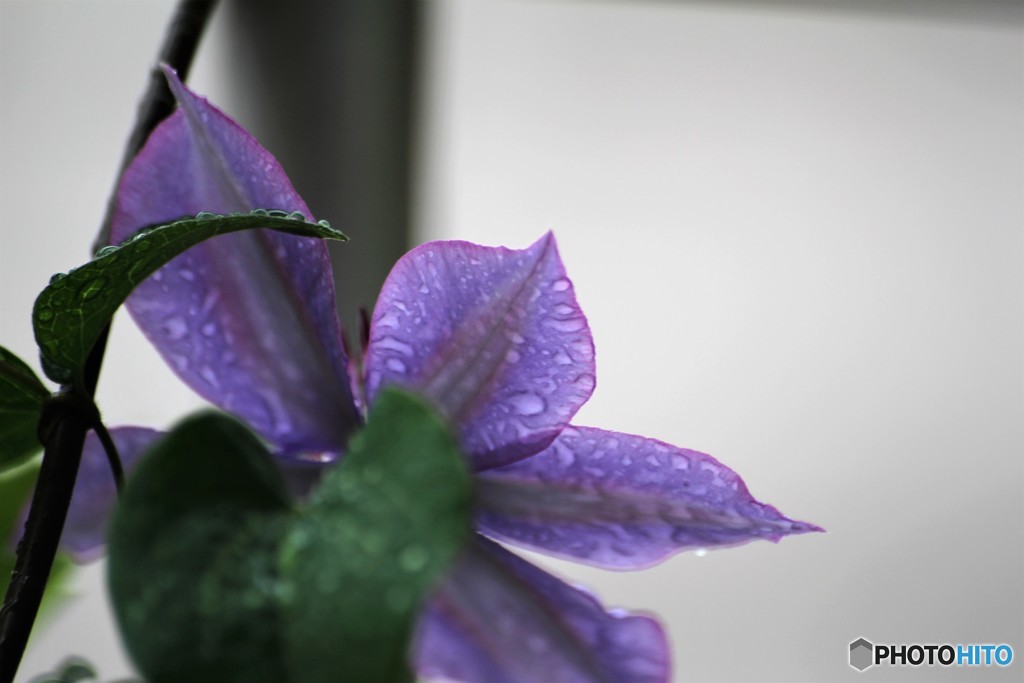 梅雨のベランダ～③