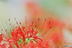 手向け華