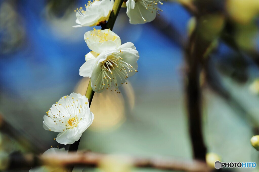 胡録のしだれ梅～ⅲ