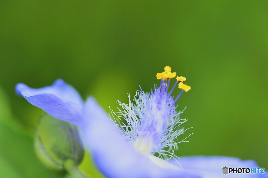 梅雨の花達～ⅳ