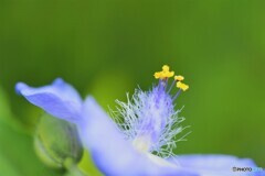 梅雨の花達～ⅳ