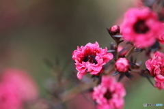 蜜月