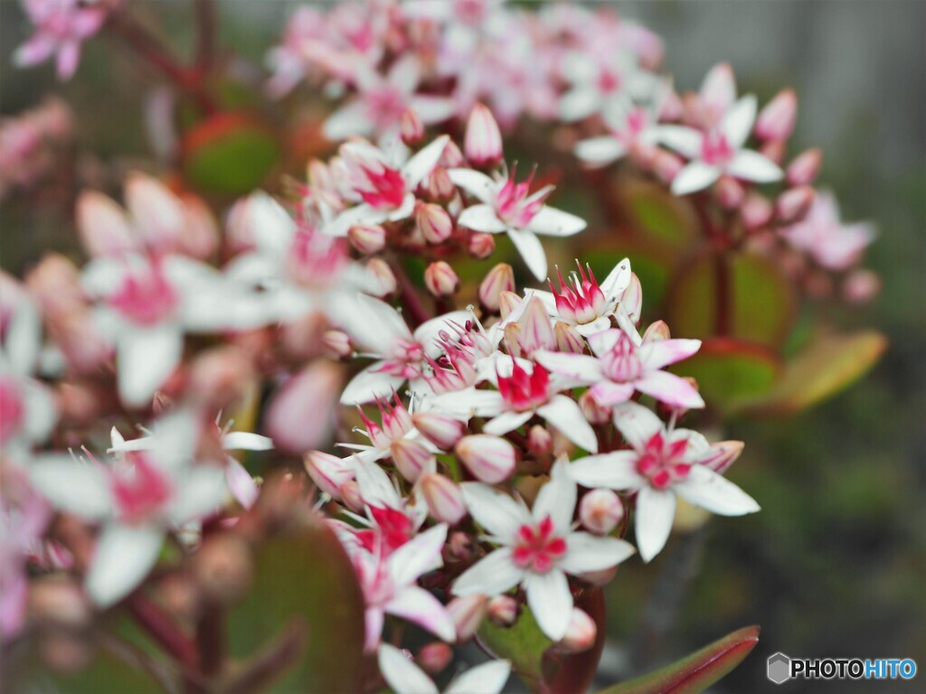 金のなる花