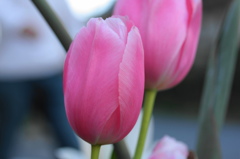 8年前の春宝石達ー９