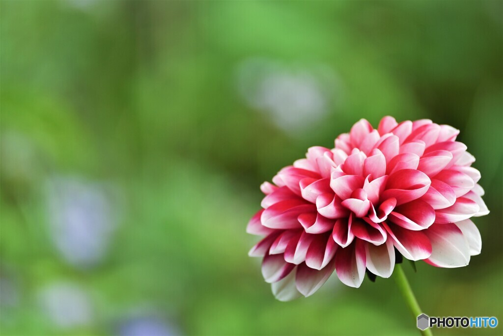 華麗