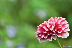 華麗