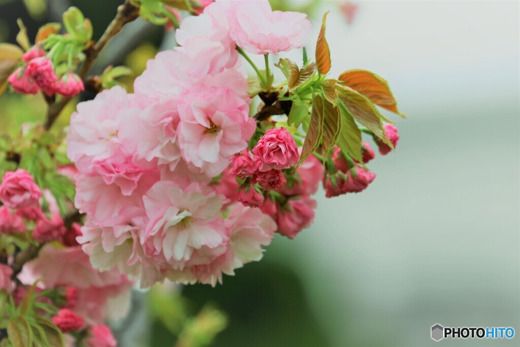八重桜便り～ⅷ