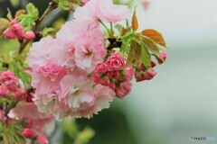 八重桜便り～ⅷ