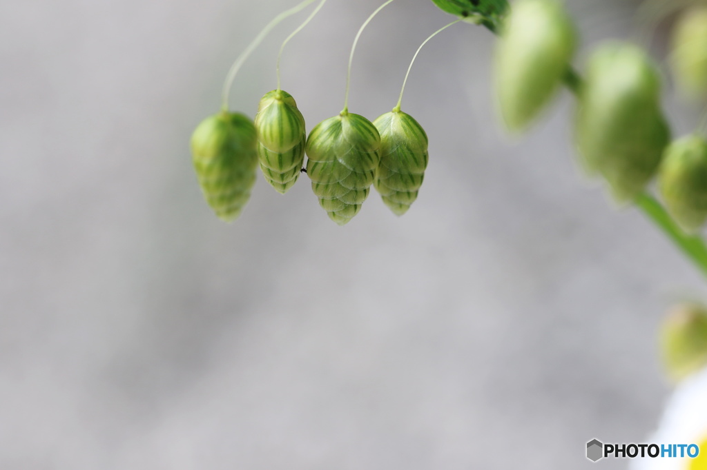皐月実ー小判草