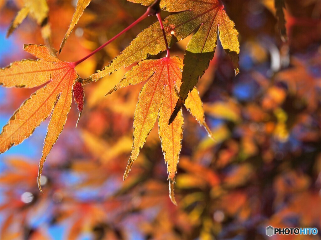 紅輝～④