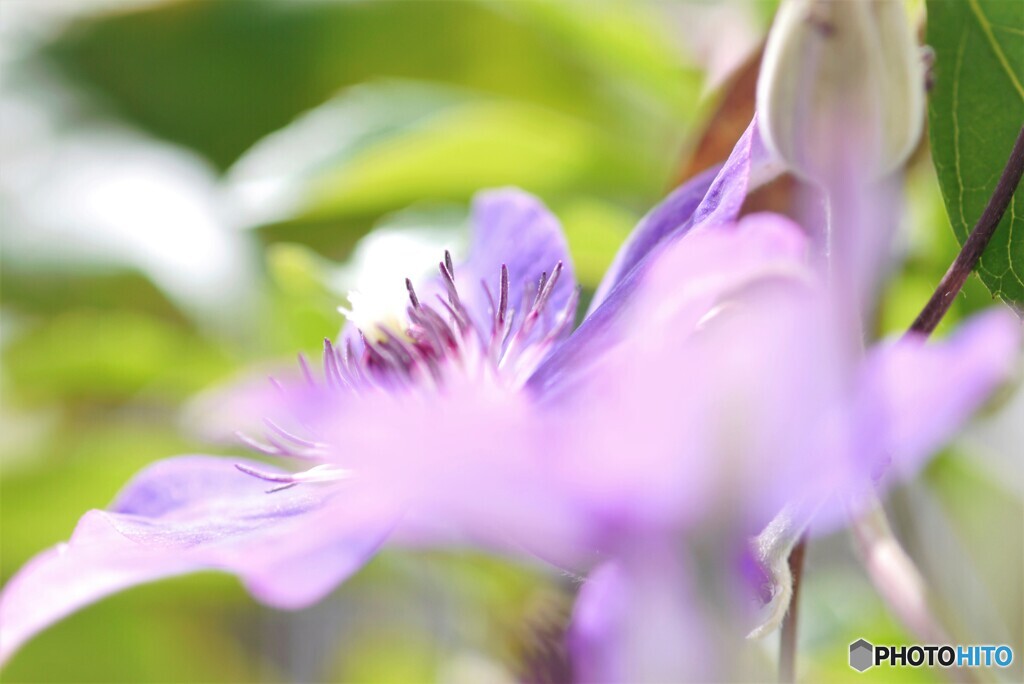 ベランダ華～ⅶ