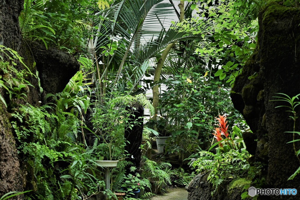 夏の蝶の園～ⅱ