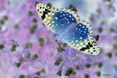 夢の中の蝶達ー１