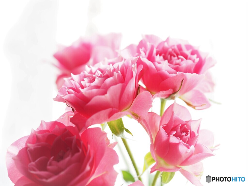 ＲＯＳA