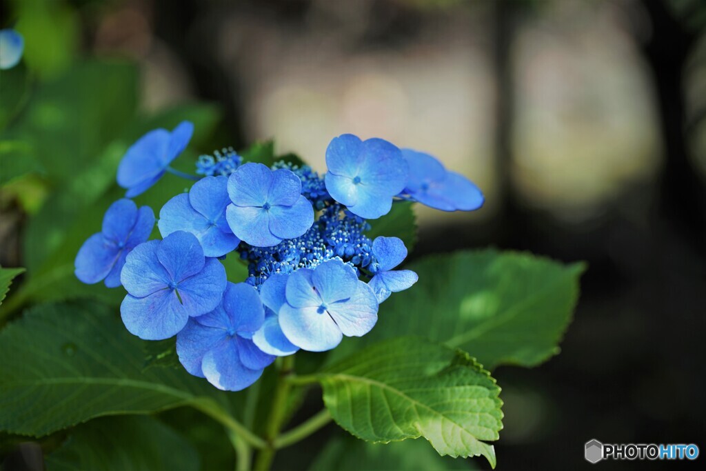 梅雨時の華～xxii