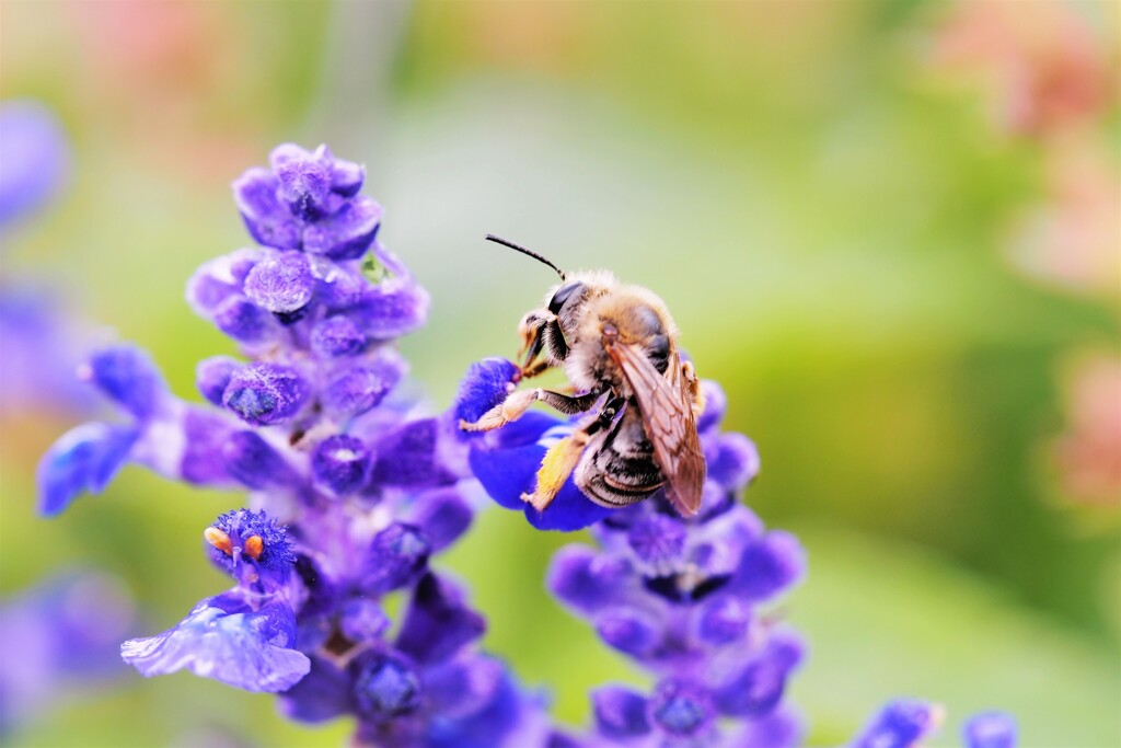 ラベンダーの魅惑