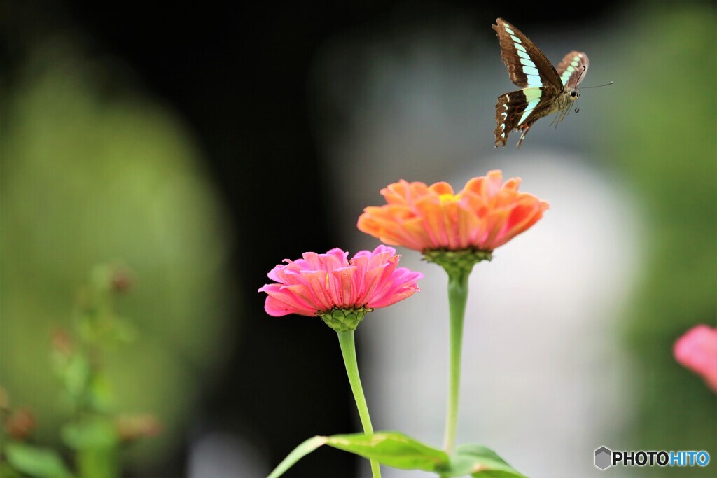この花止まれ、、、。
