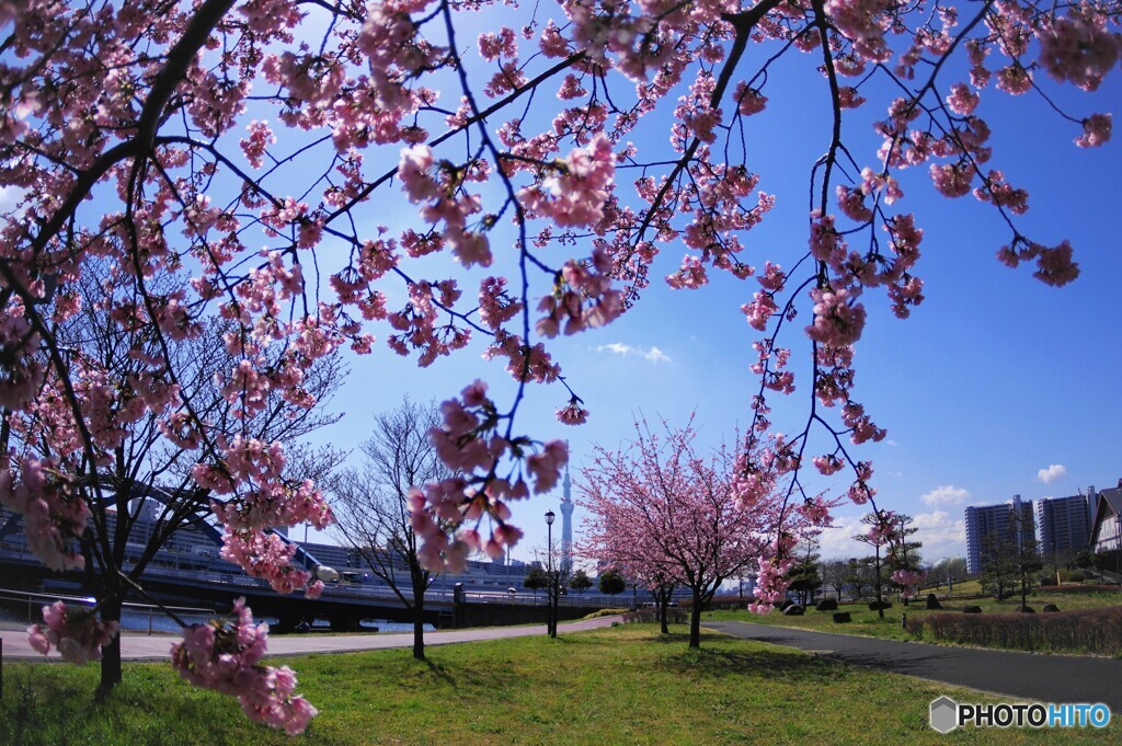 春のうららの隅田川～ⅵ