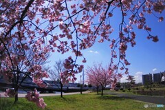 春のうららの隅田川～ⅵ