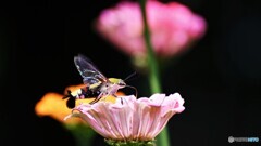 花粉媒介。