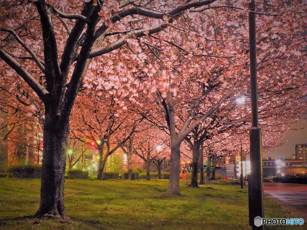 汐入夜桜４景～ⅰ