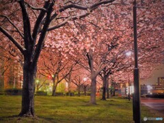 汐入夜桜４景～ⅰ