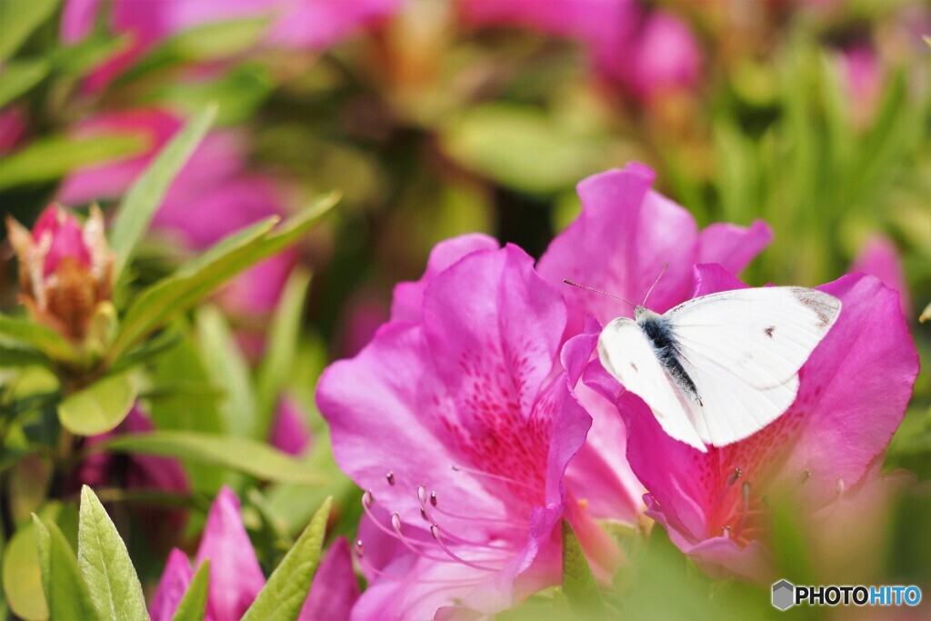 旬の花の蜜を求めて