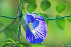 Butterfly pea