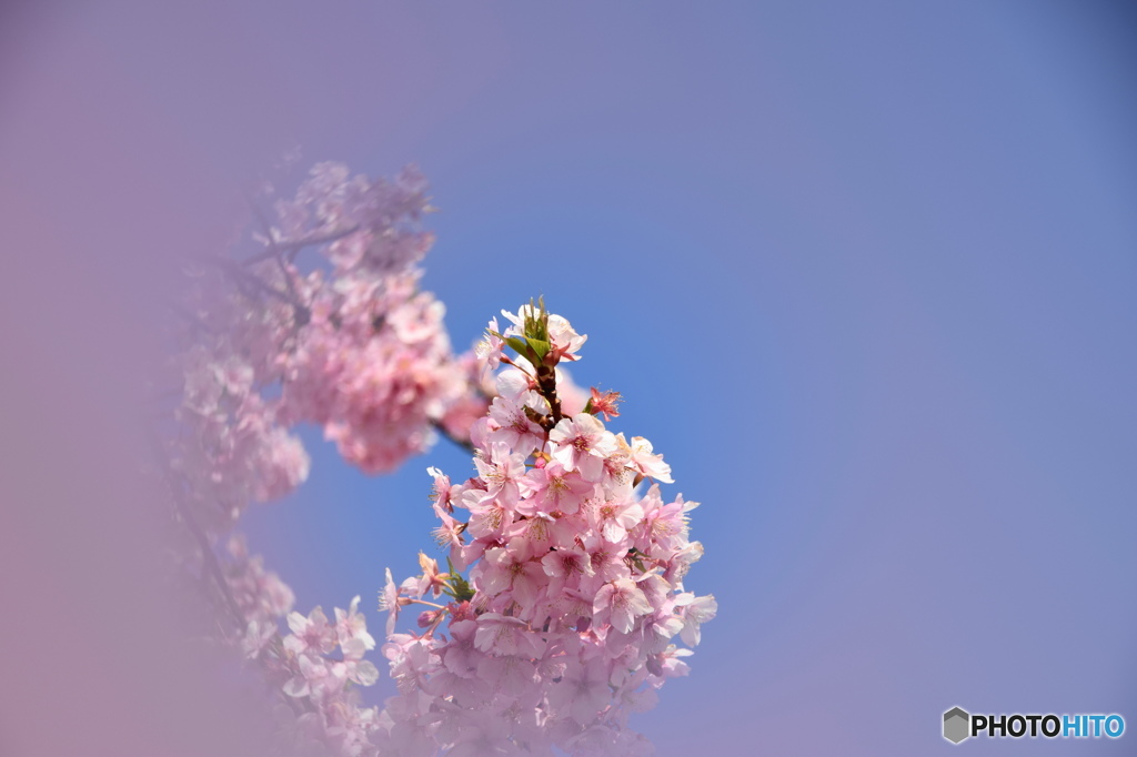 弥生花－９