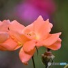 ＲＯＳＥ