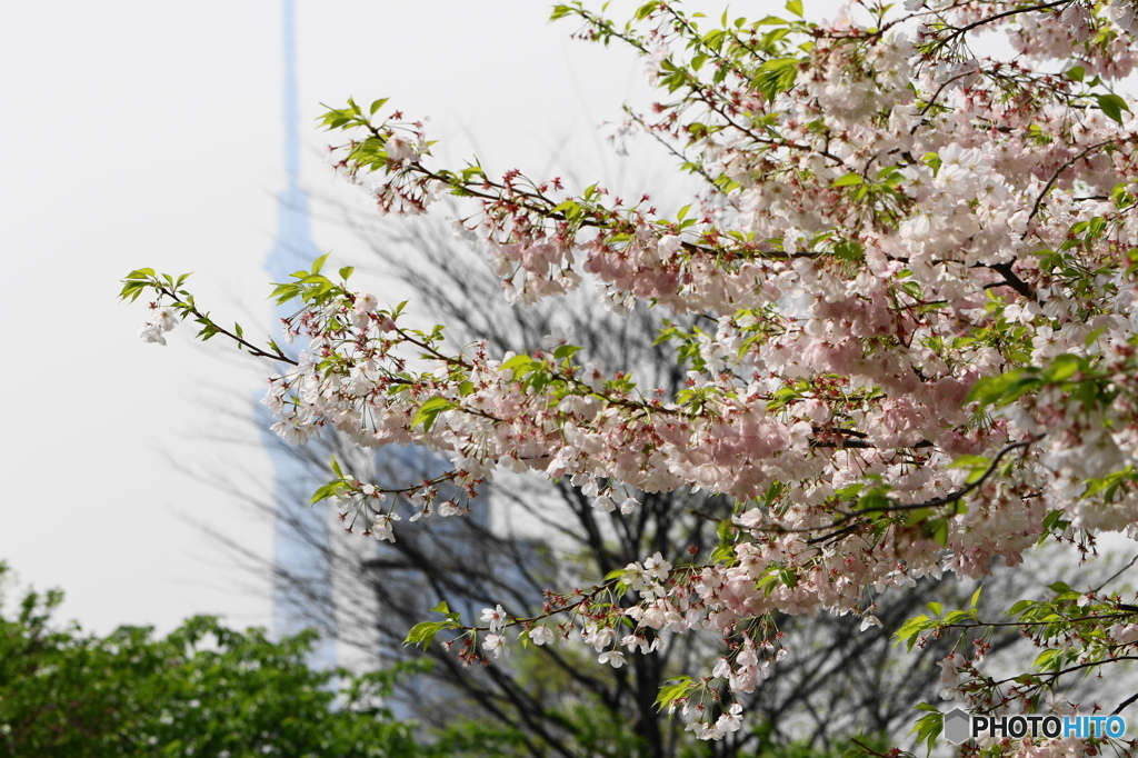 卯月桜ー江戸彼岸ー４