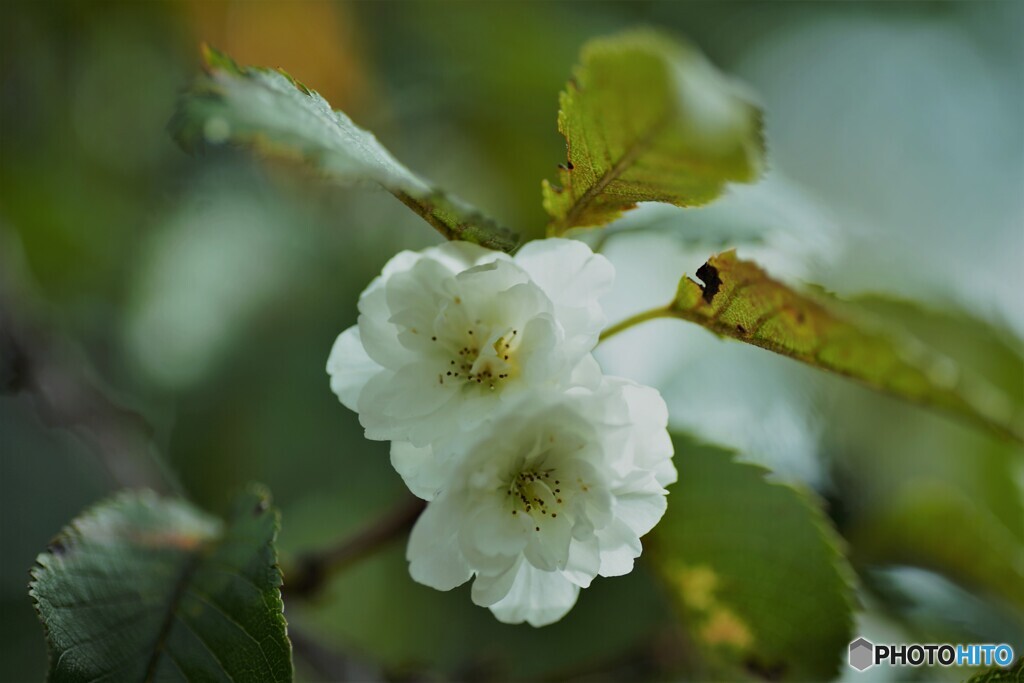 子福桜～①