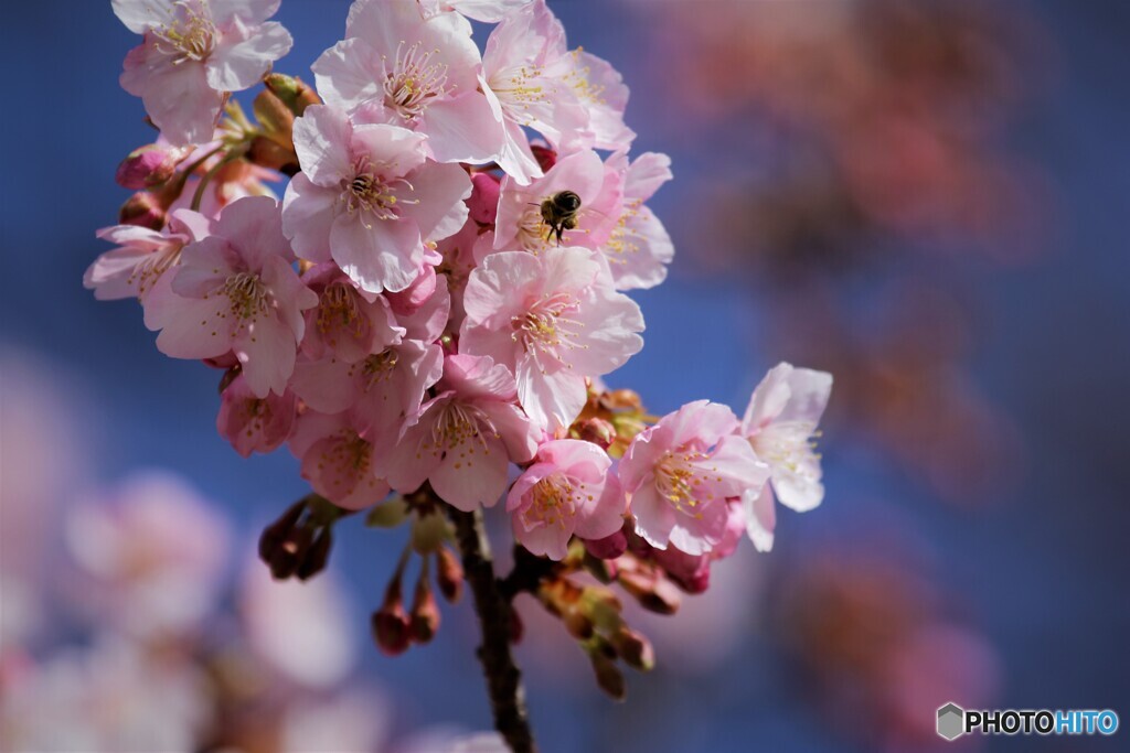 5年前の河津桜に来た蜜蜂